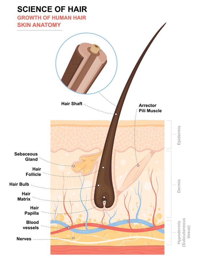 trichology-science-of-hair